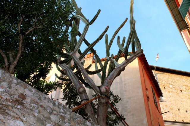 298_la natura tra le case_tema libero